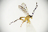 (Woldstedtius sp - MUSM-HYM0142)  @11 [ ] Copyright (2024) Unspecified Universidad Nacional Mayor de San Marcos, Museo de Historia Natural