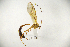  ( - MUSM-HYM0155)  @11 [ ] Copyright (2024) Unspecified Universidad Nacional Mayor de San Marcos, Museo de Historia Natural