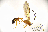  (Ophion sp - MUSM-HYM0168)  @11 [ ] Copyright (2024) Unspecified Universidad Nacional Mayor de San Marcos, Museo de Historia Natural