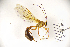 ( - MUSM-HYM0182)  @11 [ ] Copyright (2024) Unspecified Universidad Nacional Mayor de San Marcos, Museo de Historia Natural
