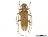  (Acalolepta fraudatrix - CCDB-33184-A01)  @11 [ ] CreativeCommons - Attribution (2019) CBG Photography Group Centre for Biodiversity Genomics