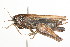  (Tettigidea - 09BBORTH-0073)  @15 [ ] CreativeCommons - Attribution (2009) Unspecified Centre for Biodiversity Genomics