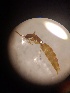  (Dissomphalus - 18-UTSC-PJ-HYM-026.1)  @12 [ ] CreativeCommons  Attribution (Praveen Jayarajan) (2019) Praveen Jayarajan UTSC MacIvor lab