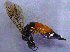  ( - UZSAV107)  @11 [ ] CreativeCommons  Attribution Non-Commercial Share-Alike (2022) Martin Secansky Slovak National Museum-Natural History Museum