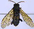  ( - UZSAV173)  @11 [ ] CreativeCommons  Attribution Non-Commercial Share-Alike (2022) Martin Secansky Slovak National Museum-Natural History Museum