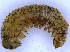  ( - UZSAV188)  @11 [ ] CreativeCommons  Attribution Non-Commercial Share-Alike (2022) Martin Secansky Slovak National Museum-Natural History Museum