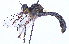  (Dioctria sp - UZSAV206)  @11 [ ] CreativeCommons  Attribution Non-Commercial Share-Alike (2023) Martin Secansky Slovak National Museum-Natural History Museum