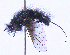  ( - UZSAV222)  @11 [ ] CreativeCommons  Attribution Non-Commercial Share-Alike (2023) Martin Secansky Slovak National Museum-Natural History Museum