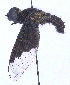  ( - UZSAV223)  @11 [ ] CreativeCommons  Attribution Non-Commercial Share-Alike (2023) Martin Secansky Slovak National Museum-Natural History Museum