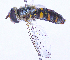  ( - UZSAV230)  @11 [ ] CreativeCommons  Attribution Non-Commercial Share-Alike (2023) Martin Secansky Slovak National Museum-Natural History Museum