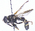  ( - UZSAV271)  @11 [ ] CreativeCommons  Attribution Non-Commercial Share-Alike (2023) Martin Secansky Slovak National Museum-Natural History Museum