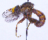  ( - UZSAV287)  @11 [ ] CreativeCommons  Attribution Non-Commercial Share-Alike (2023) Martin Secansky Slovak National Museum-Natural History Museum