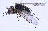  (Bombylisoma nigriceps - UZSAV291)  @11 [ ] CreativeCommons  Attribution Non-Commercial Share-Alike (2023) Martin Secansky Slovak National Museum-Natural History Museum