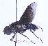  ( - UZSAV298)  @11 [ ] CreativeCommons  Attribution Non-Commercial Share-Alike (2023) Martin Secansky Slovak National Museum-Natural History Museum