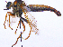  (Stenopogon callosus - UZSAV305)  @11 [ ] CreativeCommons  Attribution Non-Commercial Share-Alike (2023) Martin Secansky Slovak National Museum-Natural History Museum