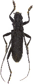  ( - UZSAV509)  @11 [ ] CreativeCommons  Attribution Non-Commercial Share-Alike (2022) Martin Secansky Slovak National Museum-Natural History Museum