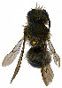  ( - UZSAV528)  @11 [ ] CreativeCommons  Attribution Non-Commercial Share-Alike (2022) Martin Secansky Slovak National Museum-Natural History Museum