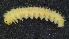  (Periclista albipennis - UZSAV801)  @11 [ ] CreativeCommons  Attribution Non-Commercial Share-Alike (2022) Martin Secansky Slovak National Museum-Natural History Museum