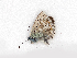  (Lysandra slovacus - UZSAV38)  @11 [ ] by-nc-sa (2022) M. Secansky Slovak National Museum-Natural History Museum