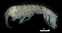  ( - WCH_0816)  @13 [ ] CreativeCommons - Attribution Non-Commercial Share-Alike (2014) Matthieu Leray Smithsonian Institution