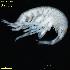  ( - WCH_2200)  @11 [ ] CreativeCommons - Attribution Non-Commercial Share-Alike (2018) Matthieu Leray Smithsonian Institution