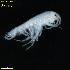  ( - WCH_2203)  @11 [ ] CreativeCommons - Attribution Non-Commercial Share-Alike (2018) Matthieu Leray Smithsonian Institution