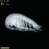  ( - WCH_2265)  @11 [ ] CreativeCommons - Attribution Non-Commercial Share-Alike (2018) Matthieu Leray Smithsonian Institution