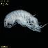  ( - WCH_2340)  @11 [ ] CreativeCommons - Attribution Non-Commercial Share-Alike (2018) Matthieu Leray Smithsonian Institution