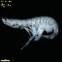  ( - WCH_2422)  @11 [ ] CreativeCommons - Attribution Non-Commercial Share-Alike (2018) Matthieu Leray Smithsonian Institution