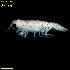  ( - WCH_2576)  @11 [ ] CreativeCommons - Attribution Non-Commercial Share-Alike (2018) Matthieu Leray Smithsonian Institution