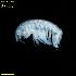  ( - WCH_2598)  @11 [ ] CreativeCommons - Attribution Non-Commercial Share-Alike (2018) Matthieu Leray Smithsonian Institution