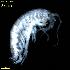  ( - WCH_2734)  @11 [ ] CreativeCommons - Attribution Non-Commercial Share-Alike (2018) Matthieu Leray Smithsonian Institution