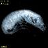  ( - WCH_2759)  @11 [ ] CreativeCommons - Attribution Non-Commercial Share-Alike (2018) Matthieu Leray Smithsonian Institution