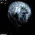 ( - WCH_2811)  @11 [ ] CreativeCommons - Attribution Non-Commercial Share-Alike (2018) Matthieu Leray Smithsonian Institution