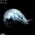  ( - WCH_2981)  @11 [ ] CreativeCommons - Attribution Non-Commercial Share-Alike (2018) Matthieu Leray Smithsonian Institution