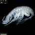  ( - WCH_3036)  @11 [ ] CreativeCommons - Attribution Non-Commercial Share-Alike (2018) Matthieu Leray Smithsonian Institution