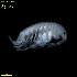  ( - WCH_3061)  @11 [ ] CreativeCommons - Attribution Non-Commercial Share-Alike (2018) Matthieu Leray Smithsonian Institution