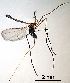  ( - 2023.08.01 Aphidoletes aphidimyza (specimen 13))  @11 [ ] CreativeCommons - Attribution Share-Alike (2023) Unspecified University of Lausanne