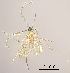  (Lestodiplosis achilleae - 2023.08.22 Lestodiplosis achilleae (specimen 21))  @11 [ ] CreativeCommons - Attribution Share-Alike (2024) Unspecified University of Lausanne