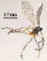  (Lestodiplosis chrysanthemi - 2023.08.25 Lestodiplosis chrysanthemi (specimen 30))  @11 [ ] CreativeCommons - Attribution Share-Alike (2024) Unspecified University of Lausanne