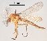  ( - 2023.08.22 Parametriocnemus (specimen 5))  @11 [ ] CreativeCommons - Attribution Share-Alike (2024) Unspecified University of Lausanne