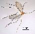  (Anisostephus - 2024.08.22 Cecidomyiidae BOLD:ACC5663 (C58))  @11 [ ] CreativeCommons - Attribution Share-Alike (2025) Unspecified University of Lausanne