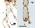  ( - 2023.08.25 Lestodiplosis chrysanthemi (specimen 30))  @11 [ ] CreativeCommons - Attribution Share-Alike (2024) Unspecified University of Lausanne