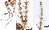  ( - 2023.08.25 Lestodiplosis chrysanthemi (specimen 30))  @11 [ ] CreativeCommons - Attribution Share-Alike (2024) Unspecified University of Lausanne