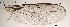  ( - 2023.03.19 Hercostomus nigriplantis)  @11 [ ] CreativeCommons - Attribution Share-Alike (2023) Unspecified University of Lausanne
