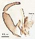  ( - 2023.08.25 Lestodiplosis chrysanthemi (specimen 30))  @11 [ ] CreativeCommons - Attribution Share-Alike (2024) Unspecified University of Lausanne