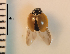  (Cycloneda emarginata - ARVAQ-828-CE)  @11 [ ] CC BY-NC 4.0 (2025) Unspecified INIBIOMA
