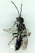  (Tachyphron aculeatus - gvc10413-1L)  @13 [ ] Copyright (2004) Unspecified Unspecified
