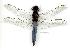  (Crocothemis nigrifrons - gvc1530-1L)  @11 [ ] Copyright (2004) Unspecified Unspecified