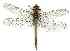  (Anax gibbosulus - gvc2497-1L)  @11 [ ] Copyright (2004) Unspecified Unspecified